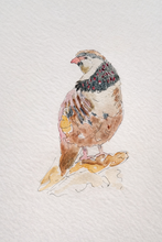 Cargar imagen en el visor de la galería, Perdíz en acuarela

